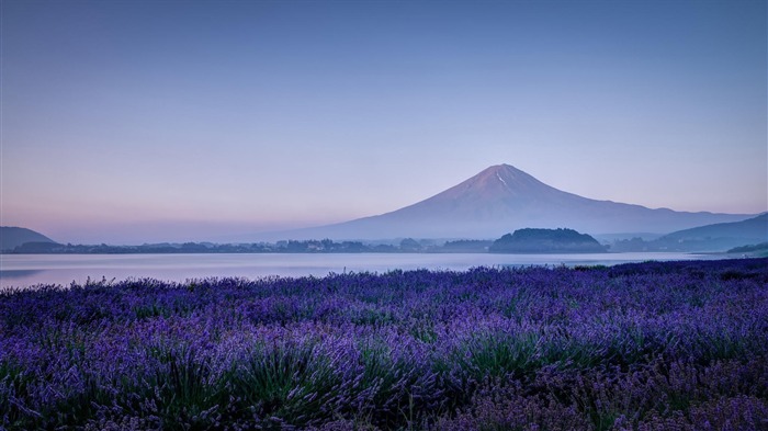 ラベンダー山の川-風景のHD壁紙 ブラウズ:15710