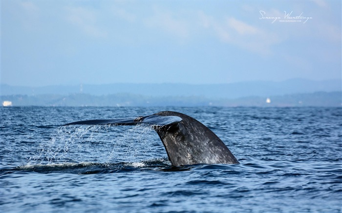 Fondo de pantalla de Ocean whale-Sri Lanka Win8 Vistas:10227