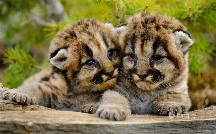 Deux léopard mignon-Bing fond d'écran Vues:11358