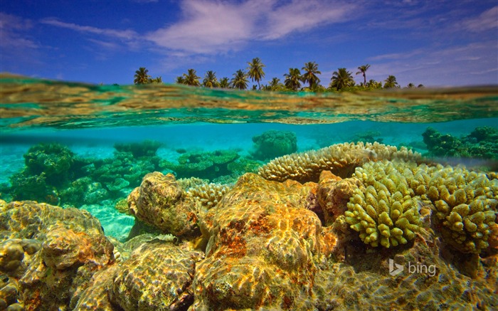 Fondo de pantalla submarino de coral-Bing Vistas:11607