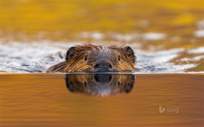 Animales de natación de agua-fondo de pantalla de tema Bing Vistas:9817