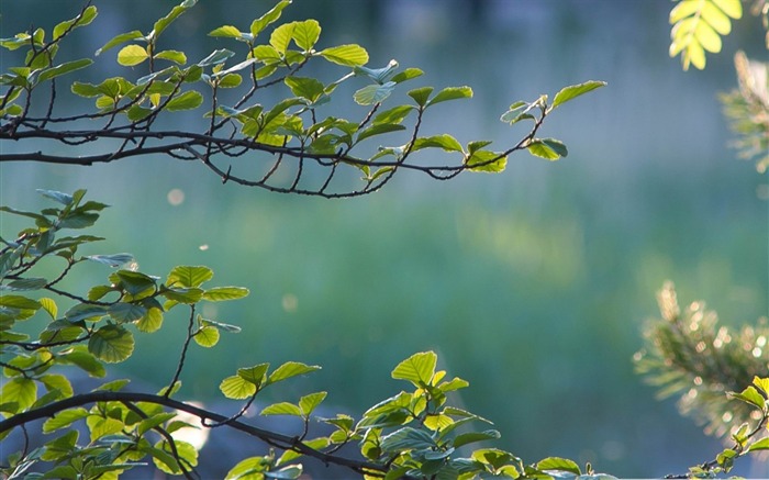 branches-Plante d'été Fond d'écran Vues:8134