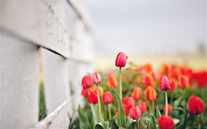 tulipes de clôture fleurs-Plante d'été Fond d'écran Vues:10272