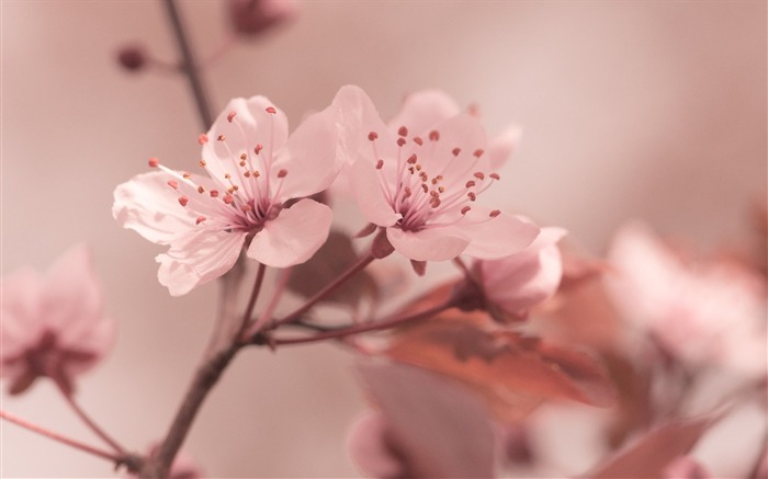 花開花瓣 - 植物桌面壁紙 查看次數:7785