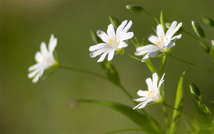 fleurs au soleil-Plante d'été Fond d'écran Vues:8895