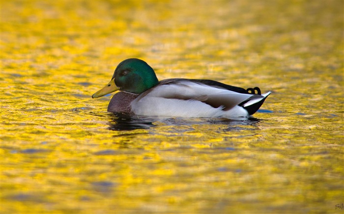 golden lake-Animal fondo de pantalla HD Vistas:8904