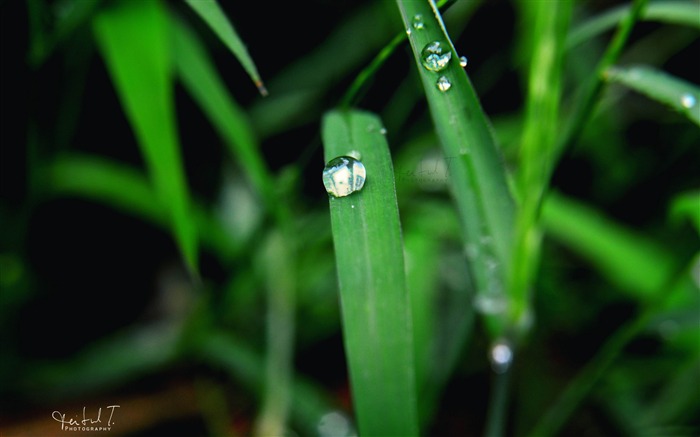 l'herbe verte-Plante d'été Fond d'écran Vues:7507