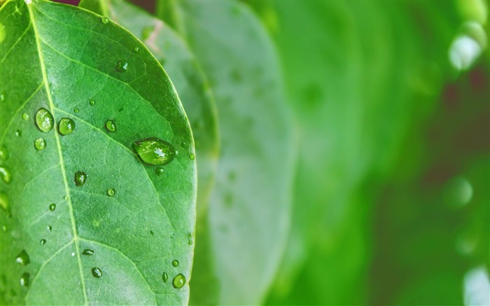 绿叶-植物桌面墙纸 浏览:7844