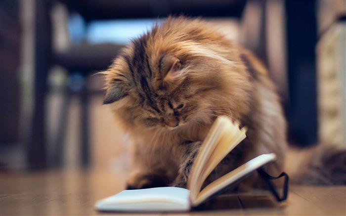 gatito libro mood-Animal fondo de pantalla HD Vistas:9727