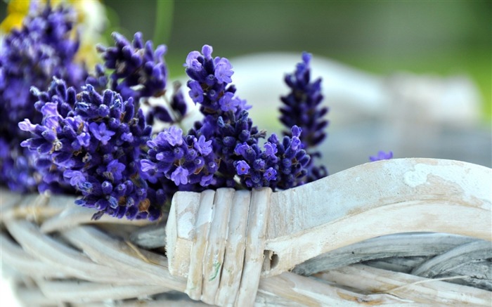 Fondos de escritorio de lavanda flores-plantas Vistas:8873