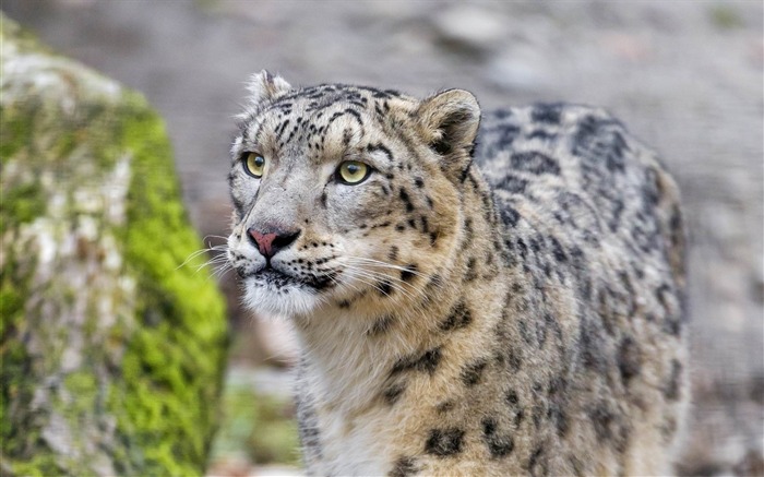 leopardo nieve-Animal fondo de pantalla HD Vistas:8667