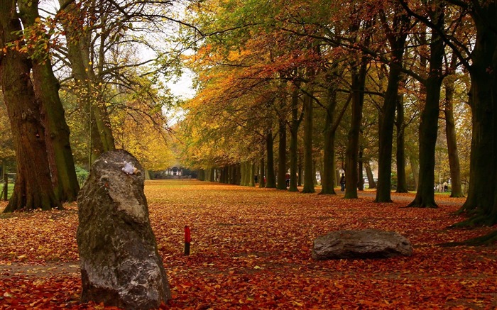 parque otoño hojas-Paisaje fondo de pantalla HD Vistas:9713