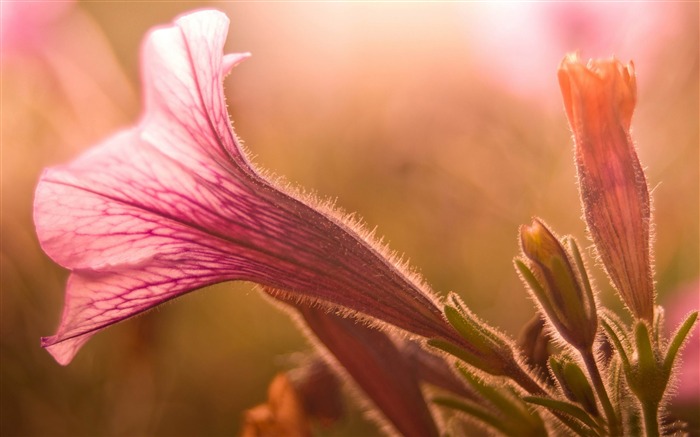 pétunia-Plante d'été Fond d'écran Vues:8184