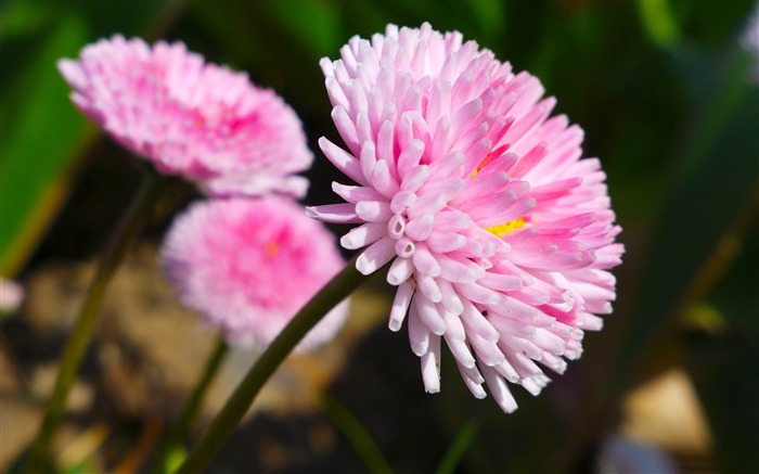 fleurs roses-Plante d'été Fond d'écran Vues:8789