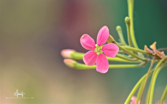 粉红色的小花-植物桌面墙纸 浏览:9939