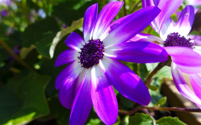 fleurs pourpres-Plante d'été Fond d'écran Vues:9146