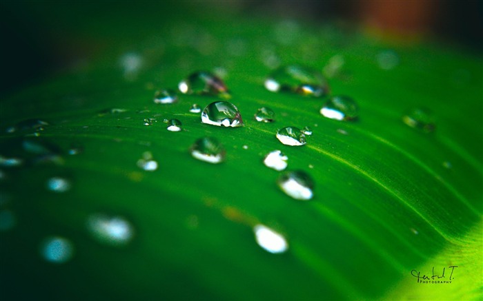 雨水滴 - 植物桌面壁紙 查看次數:9751