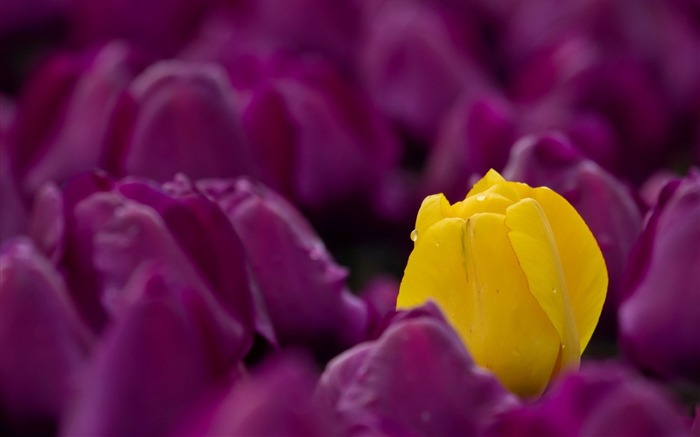 tulipanes amarillo púrpura-plantas papel tapiz de escritorio Vistas:8471