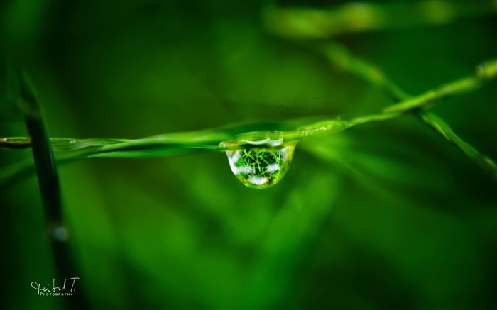 goutte d'eau sur l'herbe-Plante d'été Fond d'écran Vues:8415