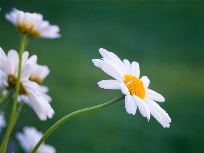 fleurs blanches-Plante d'été Fond d'écran Vues:9613