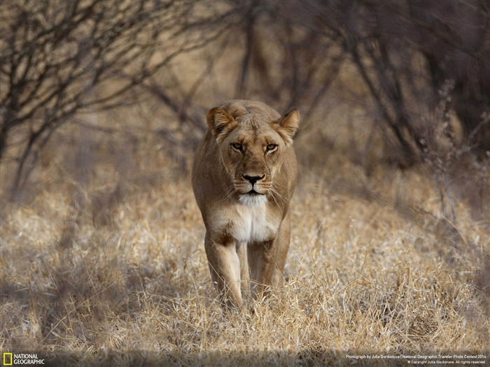 lion féroce-National Geographic fond d'écran Vues:10810