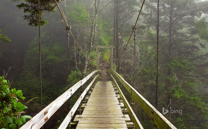 Fondo de pantalla de Jungle bridge-Bing Vistas:11749