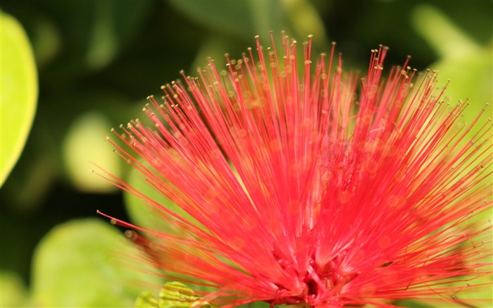 fleur rouge-Photo HD Fond d'écran Vues:8382