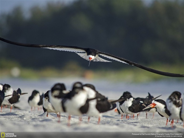 skimmer écrémage-National Geographic fond d'écran Vues:7846