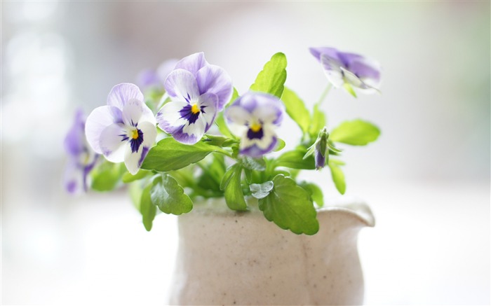 bouquet de fleurs de pensée-Photo HD Fond d'écran Vues:9476