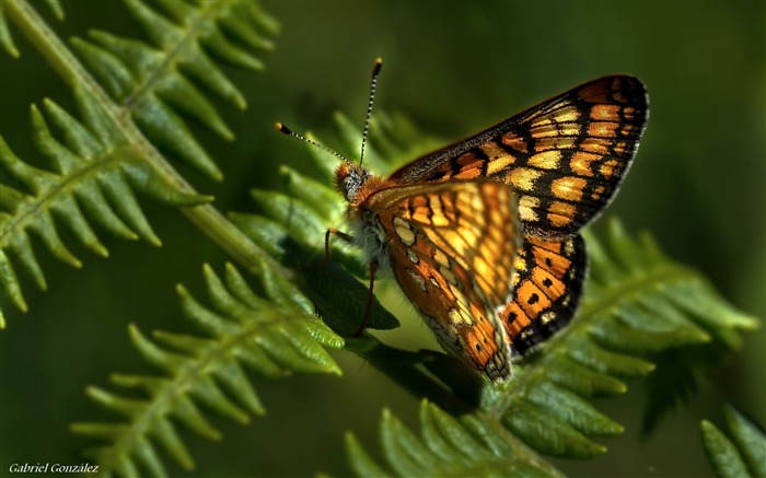 mariposa-Animal Foto Wallpaper Vistas:8340