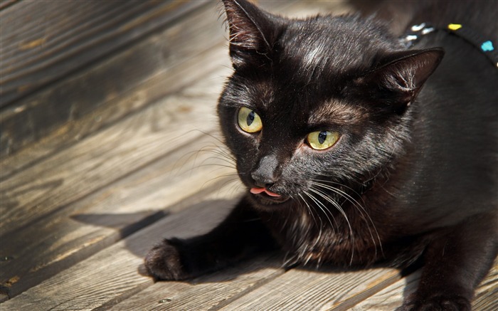 visage de chat noir langue drôle-Widescreen Fond d'écran Vues:10496