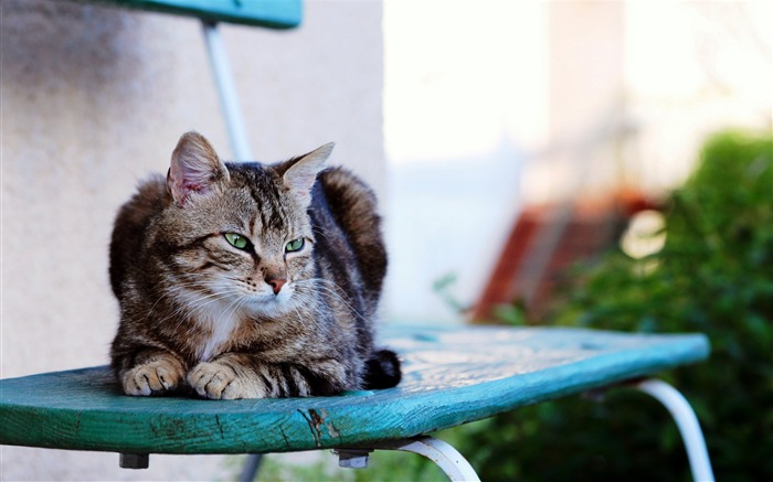 chat assis rayé-Widescreen Fond d'écran Vues:8947