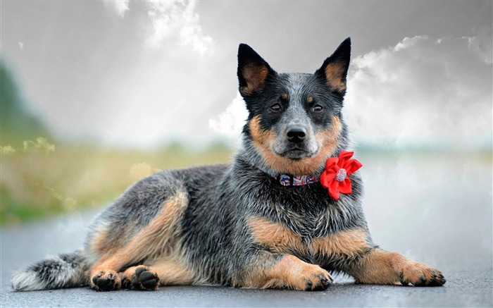 fleur de collier de chien-Widescreen Fond d'écran Vues:8650