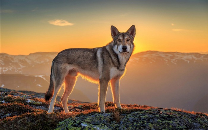 perro montañas puesta de sol-fondo de pantalla panorámica Vistas:9139