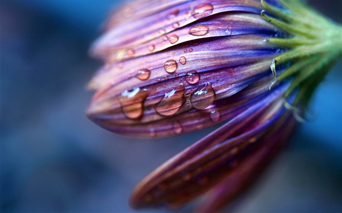 gouttes de rosée pulvérisation-Photo HD Fond d'écran Vues:7961