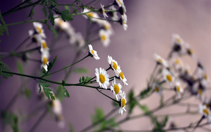 ぼかし花ヒナギク-植物のHD壁紙 ブラウズ:9470