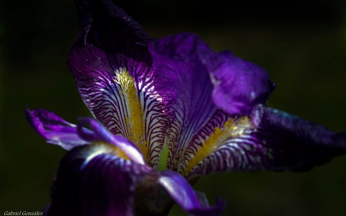 fleur d'iris macro-Photo HD Fond d'écran Vues:10149