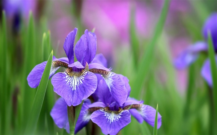 鳶尾花花瓣植物高清壁紙 查看次數:12438