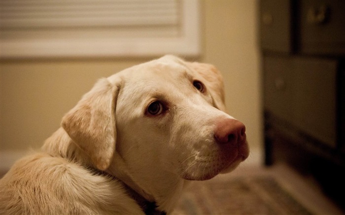 visage yeux chien labrador-Animal Photo Fond d'écran Vues:9292