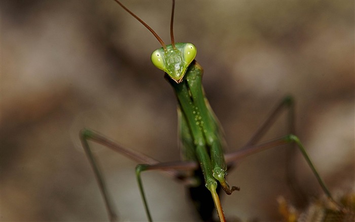 mantis macro-Animal Photo Fond d'écran Vues:9463