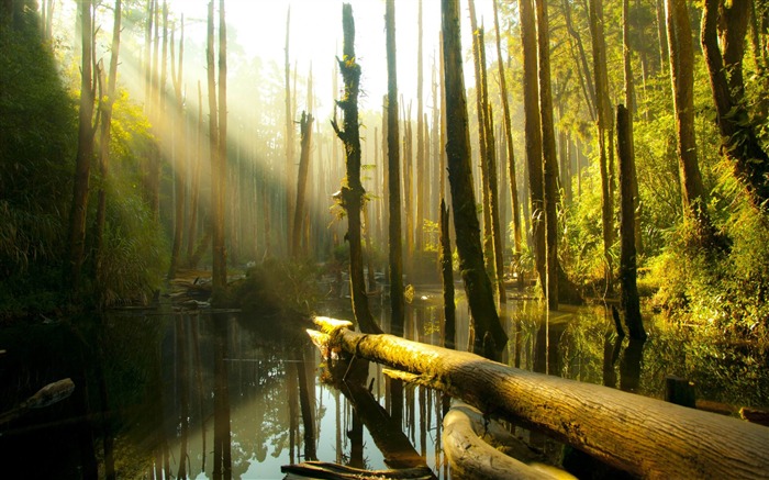 Nantou County Forest-Scenery HD Wallpaper Visualizações:9270