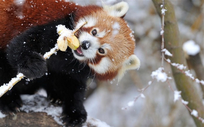 panda tree branch snow-Animal Photo fondo de pantalla Vistas:7421