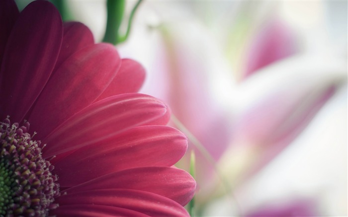 gerbera rose-Photo HD Fond d'écran Vues:9082