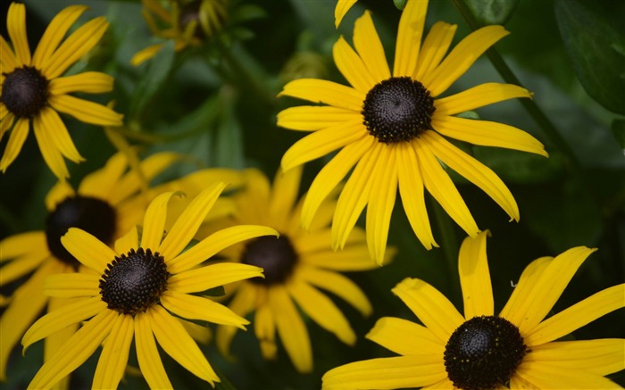 rudbeckia hirta-Photo HD Fond d'écran Vues:6844