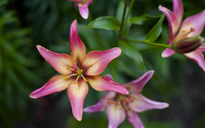 fleurs russe-Photo HD Fond d'écran Vues:6817