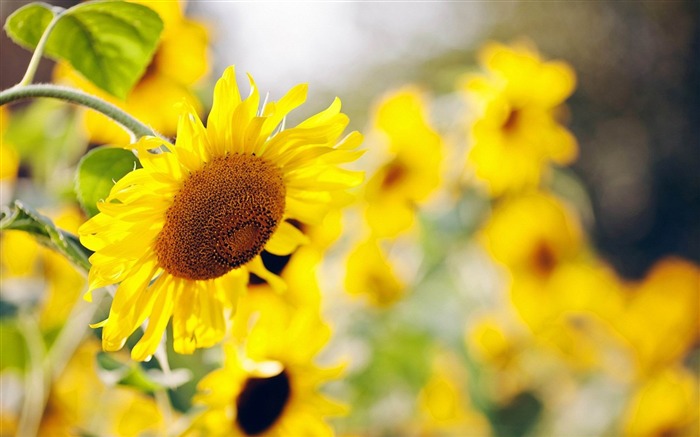 tournesols jour nature-Photo HD Fond d'écran Vues:8409