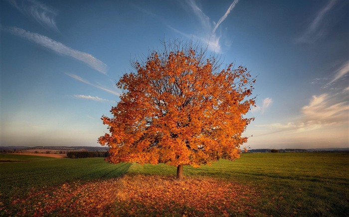 campo de outono de árvores paisagem de grama HD Wallpaper Visualizações:10953