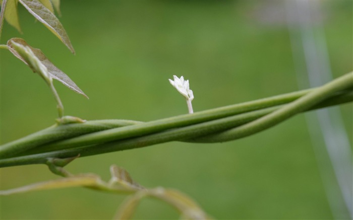 白花植物高清壁紙 查看次數:6877