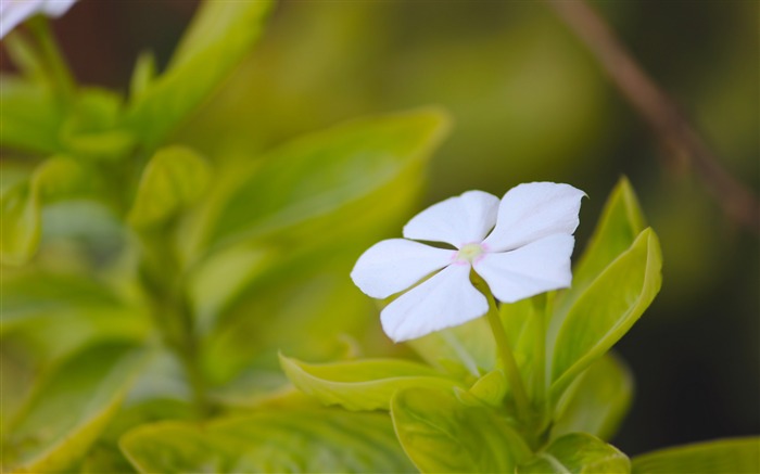 fleur blanche-Photo HD Fond d'écran Vues:7483