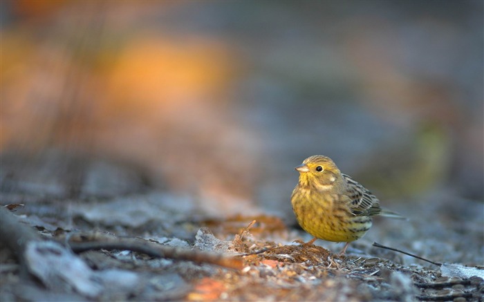 yellowhammer-Animal Photo Fond d'écran Vues:6529